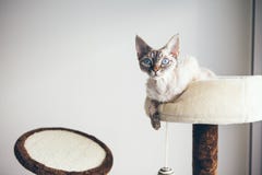Pure Breed Indoor Cat. Royalty Free Stock Photos