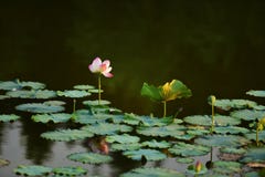 Pure Lotus Flower at river with warm dawn sunlight. stock photos Pure Lotus Flower at river with warm dawn sunlight. stock photos
