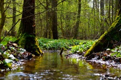 Pure stream in old forest. royalty free stock photo Pure stream in old forest. royalty free stock photo