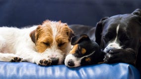 Purebred puppy jack russell terrier playing with his mother at home on the couch. stock photo Purebred puppy jack russell terrier playing with his mother at home on the couch. stock photo