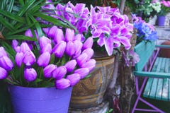 Purpere bloemen in potten voor het huis royalty-vrije stock afbeeldingen Purpere bloemen in potten voor het huis royalty-vrije stock afbeeldingen