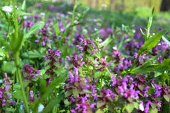 Purpere bloesem van Lamium-purpureum purpere dovenetel royalty-vrije stock foto Purpere bloesem van Lamium-purpureum purpere dovenetel royalty-vrije stock foto