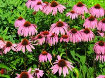 Purpere purpurea van Coneflower Echinacea in Bloei stock foto Purpere purpurea van Coneflower Echinacea in Bloei stock foto