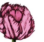 Purpere tulp grote achtergrond-01 vector illustratie Purpere tulp grote achtergrond-01 vector illustratie
