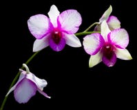 Purple And White Orchid Royalty Free Stock Photos