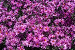 Purple asters. Asters bloom in the fall stock photography Purple asters. Asters bloom in the fall stock photography