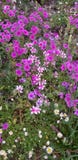 Purple Field Of Pompous Pride royalty free stock images Purple Field Of Pompous Pride royalty free stock images