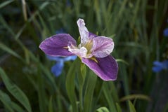 Iris louisiana purple flowers royalty free stock images Iris louisiana purple flowers royalty free stock images