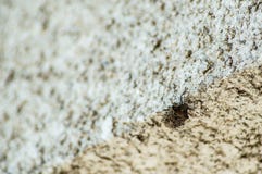 Rhaphigaster nebulosa on the wall close up stock photography Rhaphigaster nebulosa on the wall close up stock photography