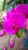Purple flower in the garden royalty free stock photo Purple flower in the garden royalty free stock photo