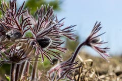Purple flowers of pulsatilla pratensis close-up. A gentle and warm flower is covered with small hairs. Pasque flower, wind flower, stock photos Purple flowers of pulsatilla pratensis close-up. A gentle and warm flower is covered with small hairs. Pasque flower, wind flower, stock photos