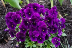 Purple Flowers in the rainforest royalty free stock photo Purple Flowers in the rainforest royalty free stock photo