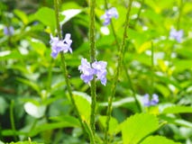 Purple Flowers on Roatan Island royalty free stock photos Purple Flowers on Roatan Island royalty free stock photos