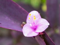 Purple heart flower stock image Purple heart flower stock image