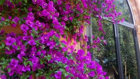 Purple hibiscus on an old terracotta wall royalty free stock photos Purple hibiscus on an old terracotta wall royalty free stock photos