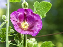 Purple hollyhock, Alcea rosea stock photos Purple hollyhock, Alcea rosea stock photos