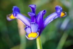 Purple Iris flower aka Flag - isolated over garden background