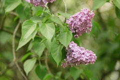 Purple lilac flower on bush closeup Royalty Free Stock Photo Purple lilac flower on bush closeup Royalty Free Stock Photo