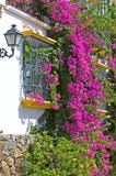 Purple Or Pink Bouganvilla On Side Of House Stock Photography