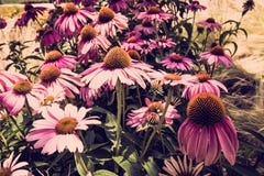 Purple and orange coneflower in Danube City, Vienna royalty free stock images Purple and orange coneflower in Danube City, Vienna royalty free stock images