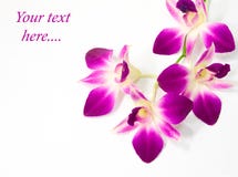 Purple Orchid Stock Image