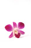 Purple Orchid Series 1
