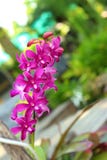 Purple Orchids In The Nature Royalty Free Stock Photo Purple Orchids In The Nature Royalty Free Stock Photo