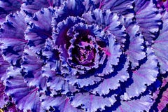 Purple ornamental decorative flowering cabbage covered royalty free stock photos Purple ornamental decorative flowering cabbage covered royalty free stock photos
