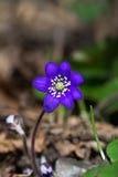 Purple Petaled Flower in Selective Focus Photography Royalty Free Stock Photos Purple Petaled Flower in Selective Focus Photography Royalty Free Stock Photos