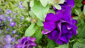 Purple pettle flowers stock photography Purple pettle flowers stock photography