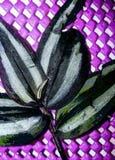 Purple Potato plant stock image Purple Potato plant stock image