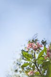 Purple-red-yellow frangipani flowers with leaves and branch in blue sky royalty free stock photos Purple-red-yellow frangipani flowers with leaves and branch in blue sky royalty free stock photos