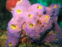 Purple Sponge with Yellow Osculum in Dominica Stock Image Purple Sponge with Yellow Osculum in Dominica Stock Image