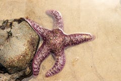 Purple Starfish Royalty Free Stock Photography