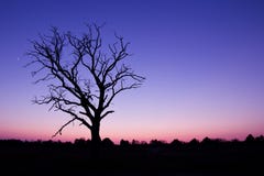 Purple Sunset And Withered Tree Royalty Free Stock Photos