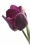 Purple Tulip Royalty Free Stock Photo