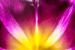 Purple tulip with yellow core closeup macro. Petals of purple and yellow tulip core close-up in the sun macro texture. Stock Photos Purple tulip with yellow core closeup macro. Petals of purple and yellow tulip core close-up in the sun macro texture. Stock Photos