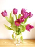 Purple Tulips Royalty Free Stock Photography