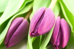 Purple Tulips Royalty Free Stock Image