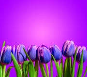 Purple violet tulips flower composition spring holiday greeting card