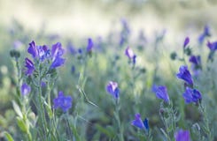 Purple Vipers Bugloss Stock Photography Purple Vipers Bugloss Stock Photography