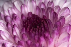 Purple White Flower Head Macro