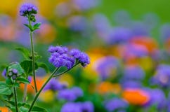 Purple wild flower - weed Ageratum conyzoides royalty free stock photo Purple wild flower - weed Ageratum conyzoides royalty free stock photo