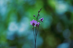 Purplish blue flowers are growing and blooming stock photo Purplish blue flowers are growing and blooming stock photo