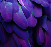 Purpur i błękita piórka fotografia stock Purpur i błękita piórka fotografia stock