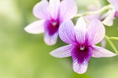 Purpur orchid royaltyfria bilder Purpur orchid royaltyfria bilder