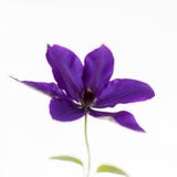 Purpura kwiat na białym tle Miękka część, delikatny, powiewny, elegancki artystyczny wizerunek, Selekcyjna ostrość obrazy stock Purpura kwiat na białym tle Miękka część, delikatny, powiewny, elegancki artystyczny wizerunek, Selekcyjna ostrość obrazy stock