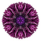 Purpurfärgad blåklint Mandala Flower Kaleidoscope Isolated på vit Royaltyfria Bilder Purpurfärgad blåklint Mandala Flower Kaleidoscope Isolated på vit Royaltyfria Bilder