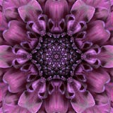 Purpurfärgad koncentrisk blommamittMandala Kaleidoscopic design Royaltyfri Fotografi Purpurfärgad koncentrisk blommamittMandala Kaleidoscopic design Royaltyfri Fotografi