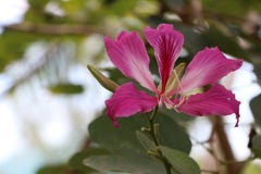 Purpurowy Bauhinia Ã- blakeana lub Hong Kong kwiat storczykowy okwitnięcie na drzewie fotografia royalty free Purpurowy Bauhinia Ã- blakeana lub Hong Kong kwiat storczykowy okwitnięcie na drzewie fotografia royalty free